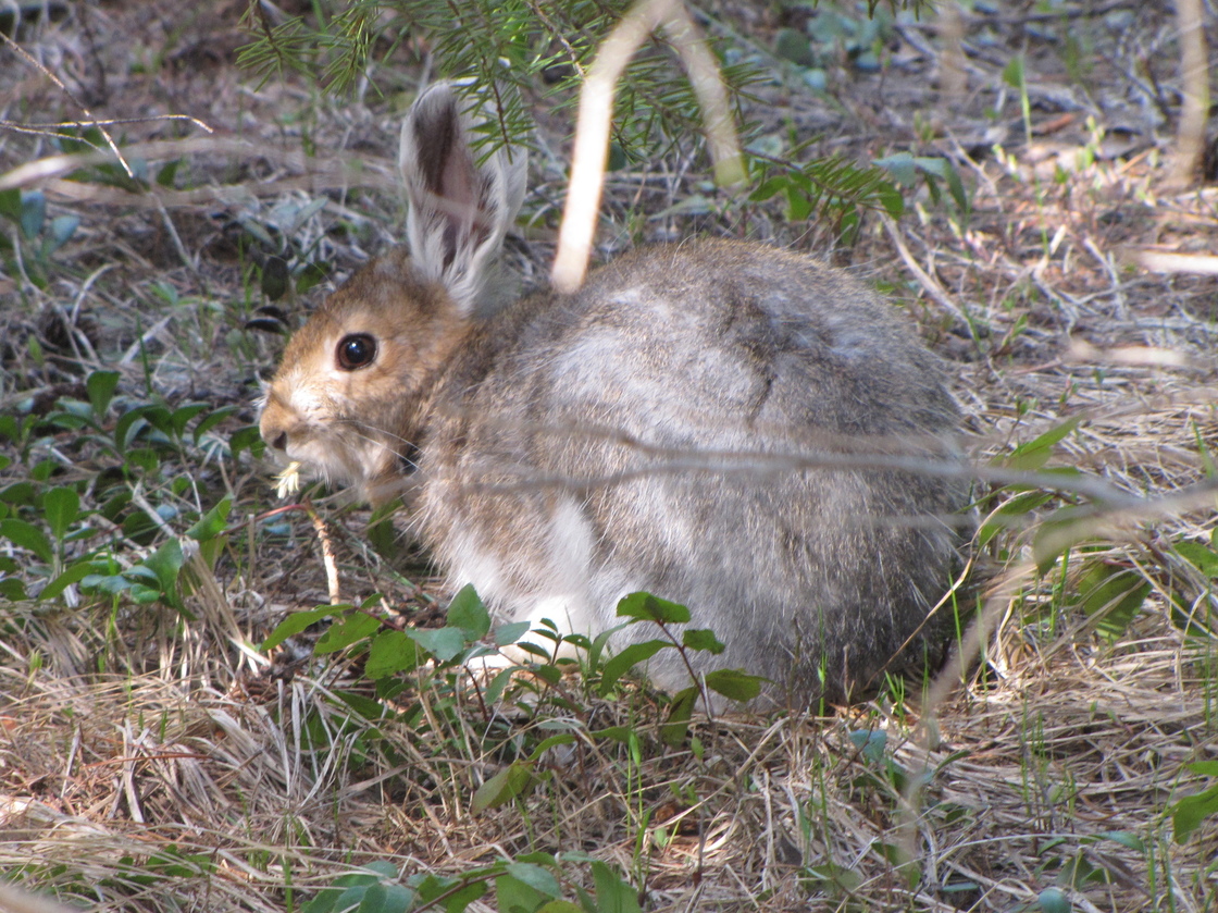 A hare with fur to match the season is almost impossible to see.