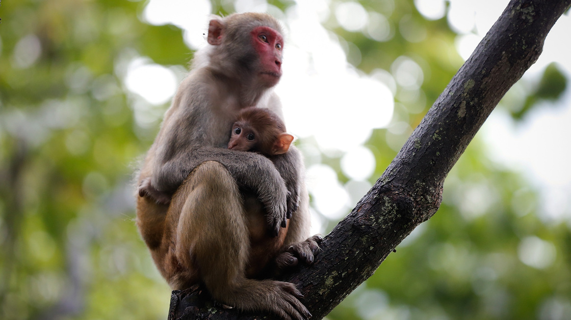 Primatologist Agustin Fuentes turned his sights on the macaque after getting lost in search of a much more elusive monkey.