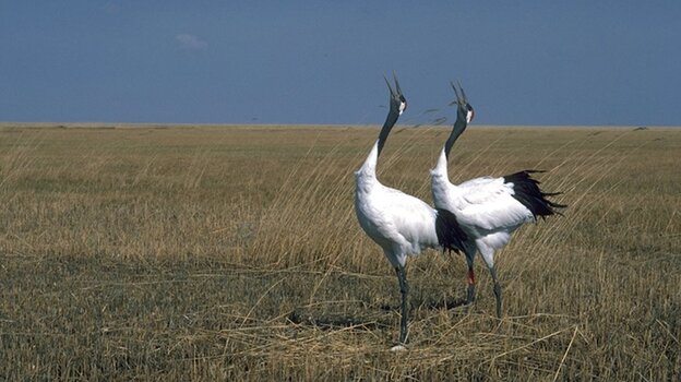 Mated pairs of red-crowned cranes perform a 'unison call,' a complex and extended series of calls between the male and female that reinforces the pair bond. (Image credit: Sture Traneving)