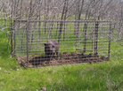 Feral hogs were once just a rural problem in Texas, but now they threaten to turn city parks into sties. Feral hogs were once just a rural problem in Texas, but now they threaten to turn city parks into sties.