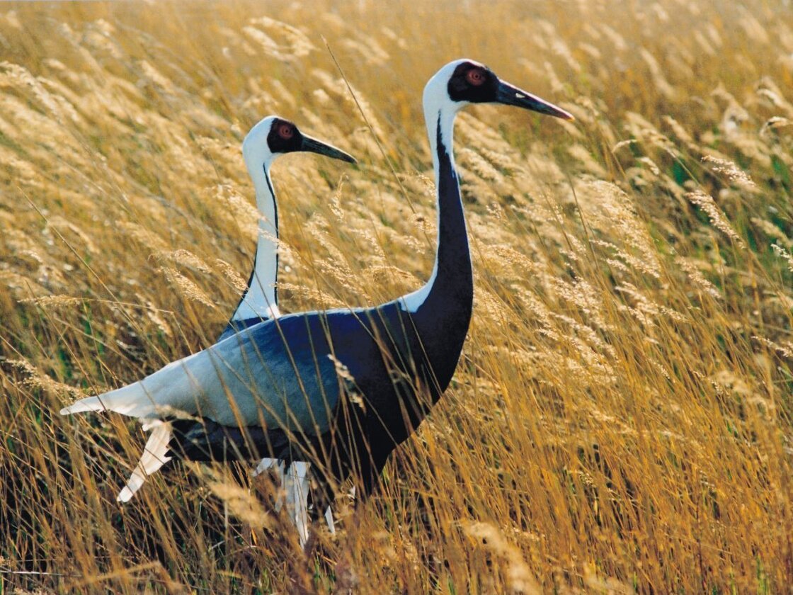 About 3,000 white-naped cranes migrate across the Korean peninsula every year — and several hundred winter over in the Demilitarized Zone between North and South Korea. About 3,000 white-naped cranes migrate across the Korean peninsula every year — and several hundred winter over in the Demilitarized Zone between North and South Korea.