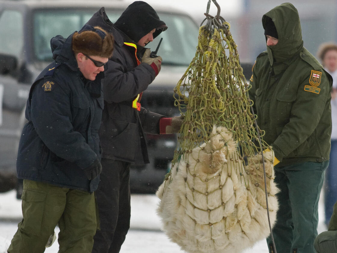 A tranquilized subadult polar bear is in a net in 2007 in Churchill, Manitoba, known as the "polar bear capital of the world."