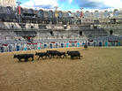 The black, long-horned Camargue bull is just one of two breeds of fighting bulls in Europe. The bulls are shown here at the Roman arena in Arles, southern France. The black, long-horned Camargue bull is just one of two breeds of fighting bulls in Europe. The bulls are shown here at the Roman arena in Arles, southern France.