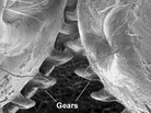 An image from an electron microscope of the back legs of a planthopper insect. An image from an electron microscope of the back legs of a planthopper insect.