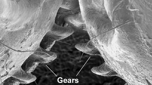 An image from an electron microscope of the back legs of a planthopper insect. (Gregory Sutton)