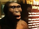 Human evolution is an unfolding process with chapters yet to be written; no one really knows where we're going. But we can look back to earlier chapters, with ancestors like Australpithecus afarensis, including the individual we call "Lucy" (seen above), for an understanding of how evolution works and what has happened to us over time. Human evolution is an unfolding process with chapters yet to be written; no one really knows where we're going. But we can look back to earlier chapters, with ancestors like Australpithecus afarensis, including the individual we call "Lucy" (seen above), for an understanding of how evolution works and what has happened to us over time.