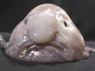 The blobfish: world's ugliest animal? The blobfish: world's ugliest animal?