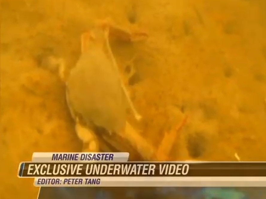 Massive Molasses Spill Devastates Honolulu Marine Life The TwoWay NPR