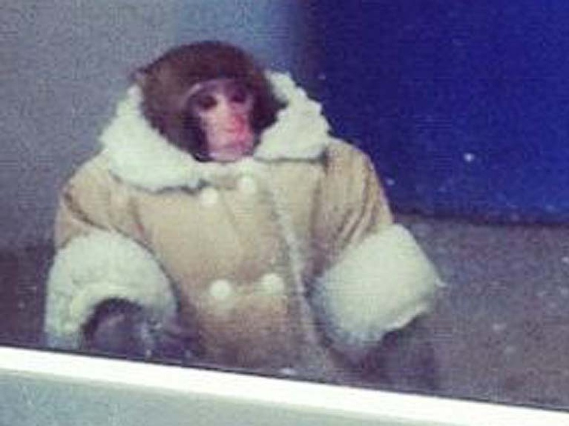 A still from news video of Darwin's great escape in December.