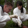 Knight (left) and Bucheli take soil samples from beneath one of the decomposing bodies. Knight (left) and Bucheli take soil samples from beneath one of the decomposing bodies.