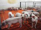 These pigs in Iowa, newly weaned from their mothers, get antibiotics in their water to ward off bacterial infection. These pigs in Iowa, newly weaned from their mothers, get antibiotics in their water to ward off bacterial infection.