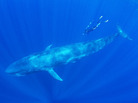 A blue whale (and human diver) swimming off the coast of Trincomalee, Sri Lanka, in April 2011. A blue whale (and human diver) swimming off the coast of Trincomalee, Sri Lanka, in April 2011.