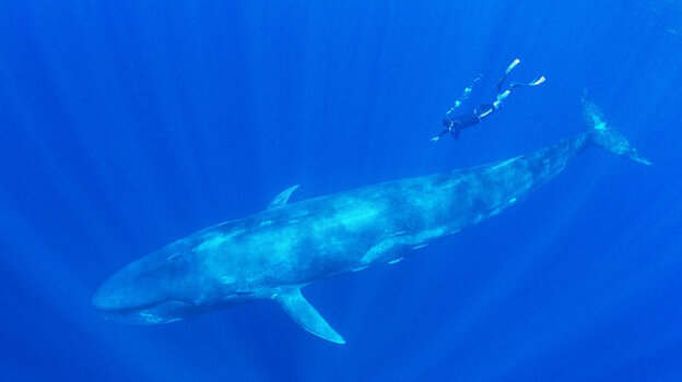 http://media.npr.org/assets/img/2013/09/16/blue-whale_wide-8974de46fc998ceef86a2fb09316db1e990e7306-s4-c85.jpg