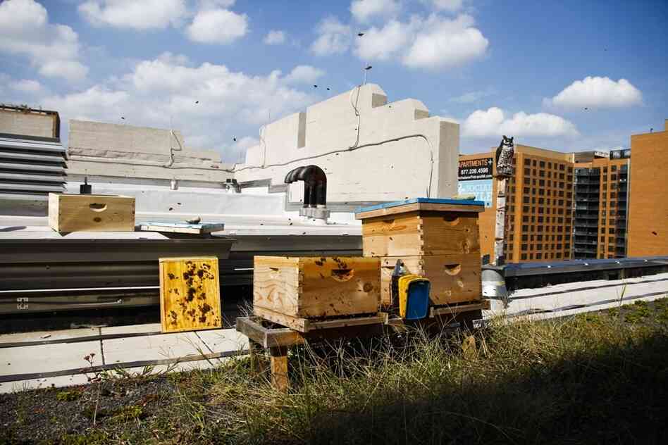 The bees will start producing honey next spring and are expected to yield about 60 pounds of honey per hive. That's equivalent to a five gallon bucket per hive each month. The bees will start producing honey next spring and are expected to yield about 60 pounds of honey per hive. That's equivalent to a five gallon bucket per hive each month.