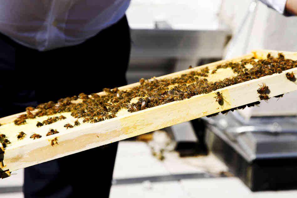 Despite a significant setback at the beginning – one of the queen bees arrived dead and had to be replaced – the NPR hives look healthy and strong. Despite a significant setback at the beginning – one of the queen bees arrived dead and had to be replaced – the NPR hives look healthy and strong.