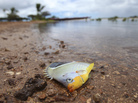 One of the fish thought to have died because of the molasses spill off Honolulu. One of the fish thought to have died because of the molasses spill off Honolulu.