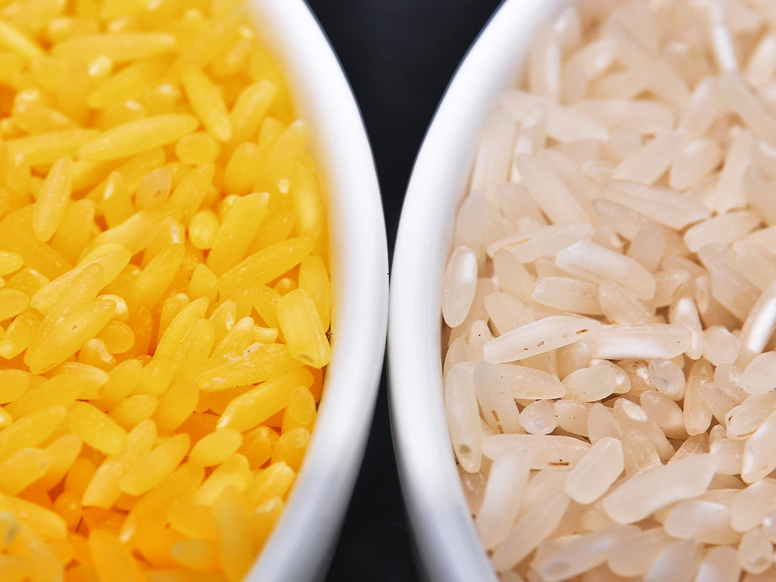Genetically modified to be enriched with beta-carotene, golden rice grains (left) are a deep yellow. At right, white rice grains.