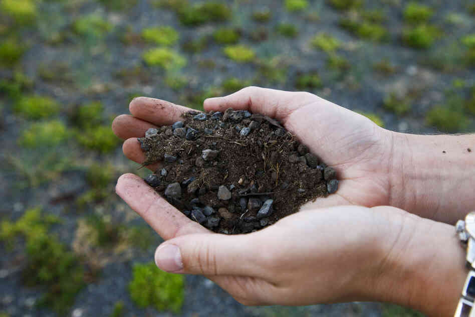 The majority of the plants on the roof are placed in about four inches of "growing media," a mixture of gravel, shale and sand that doesn't compact like organic soil and is lightweight. The majority of the plants on the roof are placed in about four inches of "growing media," a mixture of gravel, shale and sand that doesn't compact like organic soil and is lightweight.