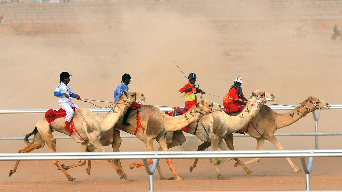 Camel jockeys compete at a festival on the outskirts of Saudi Arabia's capital Riyadh, a focal point for the Middle East respiratory syndrome virus.
