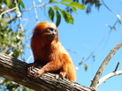 The wild population of the golden lion tamarin, which lives only in Brazil's Atlantic Forest, fell to just 200 in the 1970s. Conservationists have helped the species rebound, but the monkeys are still at risk as development encroaches on their remaining habitat. The wild population of the golden lion tamarin, which lives only in Brazil's Atlantic Forest, fell to just 200 in the 1970s. Conservationists have helped the species rebound, but the monkeys are still at risk as development encroaches on their remaining habitat.
