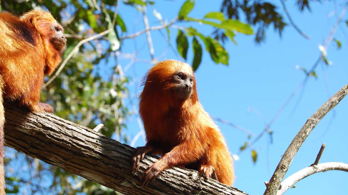 The wild population of the golden lion tamarin, which lives only in Brazil's Atlantic Forest, fell to just 200 in the 1970s. Conservationists have helped the species rebound, but the monkeys are still at risk as development encroaches on their remaining habitat.