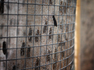 Black soldier flies mate and lay eggs inside these cages at EnviroFlight. Black soldier flies mate and lay eggs inside these cages at EnviroFlight.