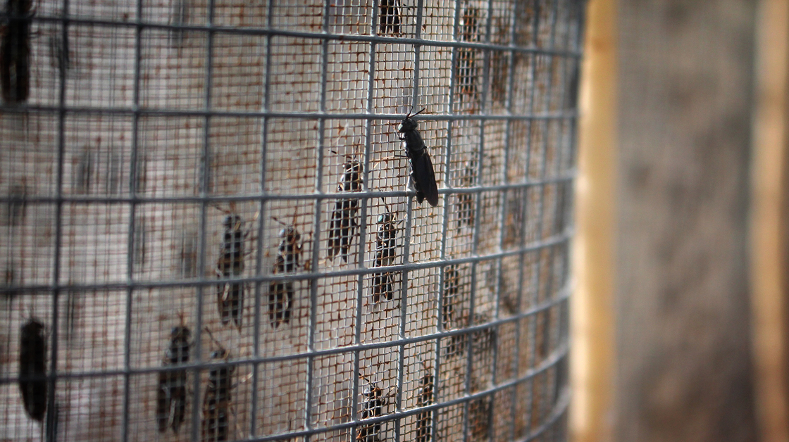 Black soldier flies mate and lay eggs inside these cages at EnviroFlight.