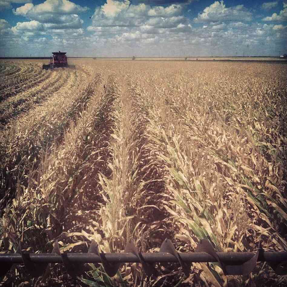Combine harvester ride. A group of farmers gathered Monday, Sept. 9 to harvest the crop of a friend who died this summer after he planted this field in April. Combine harvester ride. A group of farmers gathered Monday, Sept. 9 to harvest the crop of a friend who died this summer after he planted this field in April.