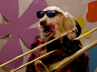 A dog plays trombone in a new video for the song "Boomerang," by Los Angeles singer Lucy Schwartz. A dog plays trombone in a new video for the song "Boomerang," by Los Angeles singer Lucy Schwartz.