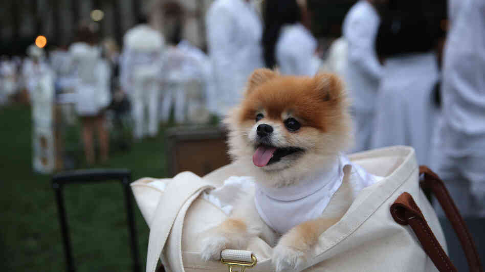 Even four-legged guests observed the chic, strictly white dress code at Wednesday's event. Even four-legged guests observed the chic, strictly white dress code at Wednesday's event.