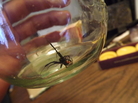 Nature writer Jackson Landers kept a black widow alive in a jar on his desk for months. Nature writer Jackson Landers kept a black widow alive in a jar on his desk for months.