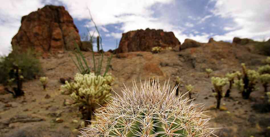 The top of a small saguaro cactus in the Sonoran Desert in Arizona. The top of a small saguaro cactus in the Sonoran Desert in Arizona.