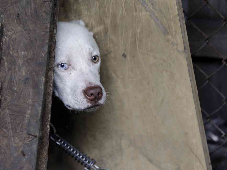 A stray dog in Detroit last week.