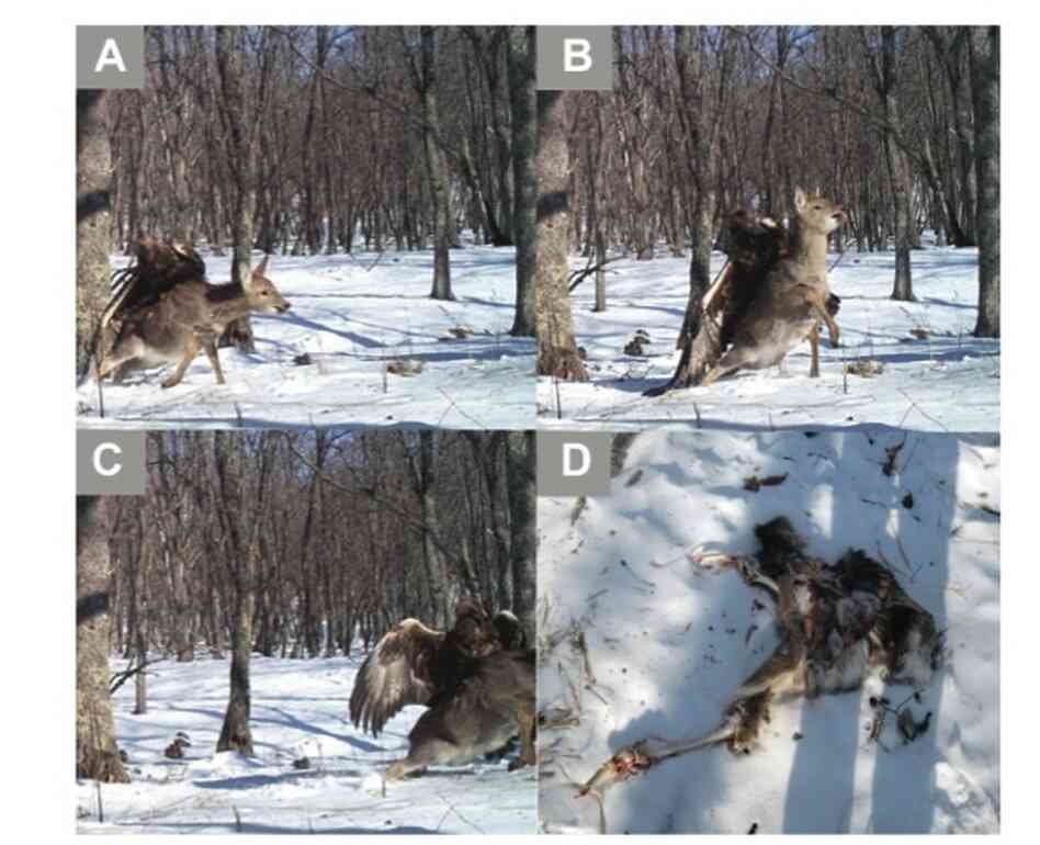 A camera trap captures a golden eagle attacking a young sika deer at Lazovskii State Nature Reserve in the southern Russian Far East on Dec. 1, 2011. A camera trap captures a golden eagle attacking a young sika deer at Lazovskii State Nature Reserve in the southern Russian Far East on Dec. 1, 2011.