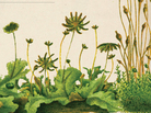 Cover of The Signature of All Things. Cover of The Signature of All Things.