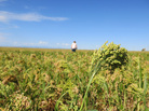 This millet field outside Nunn, Colo., is nearing harvest time, when the grain turns from green to a golden color. This millet field outside Nunn, Colo., is nearing harvest time, when the grain turns from green to a golden color.