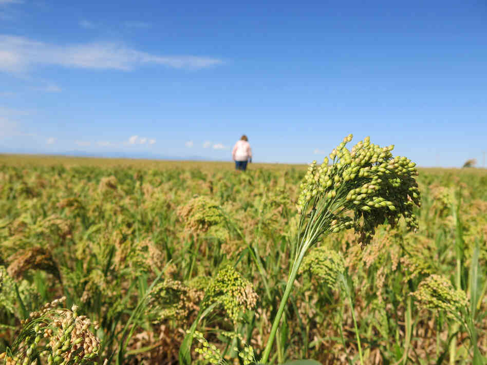 This millet field outside Nunn, Colo., is nearing harvest time, when the grain turns from green to a golden color. This millet field outside Nunn, Colo., is nearing harvest time, when the grain turns from green to a golden color.