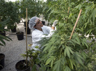 A new free market for medical marijuana in Canada will replace small growers with large-scale indoor farms. A new free market for medical marijuana in Canada will replace small growers with large-scale indoor farms.
