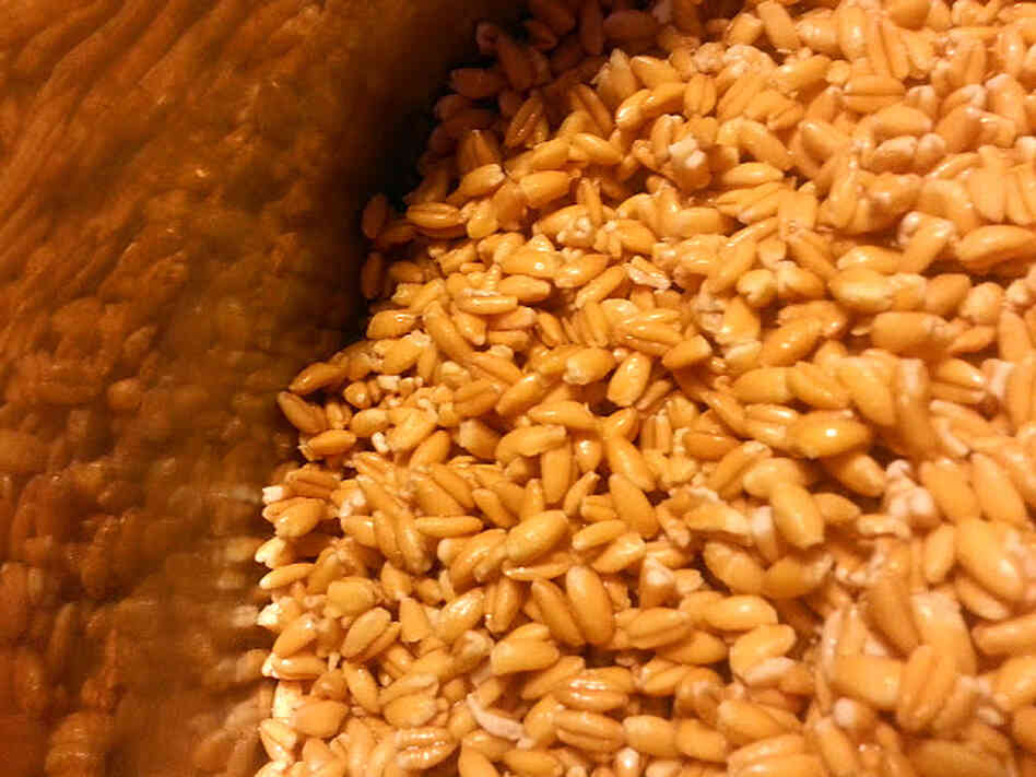 Farro An Ancient And Complicated Grain Worth Figuring Out NPR