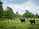 Patricia Whisnant, who runs Rain Crow Ranch in Doniphan, Mo., says her grass-fed beef can compete with the Australian product because it has a better story American consumers can connect with. Patricia Whisnant, who runs Rain Crow Ranch in Doniphan, Mo., says her grass-fed beef can compete with the Australian product because it has a better story American consumers can connect with.