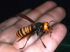 The Asian Giant Hornet. Attacks on humans in central China have claimed more than 40 lives in recent months. The Asian Giant Hornet. Attacks on humans in central China have claimed more than 40 lives in recent months.