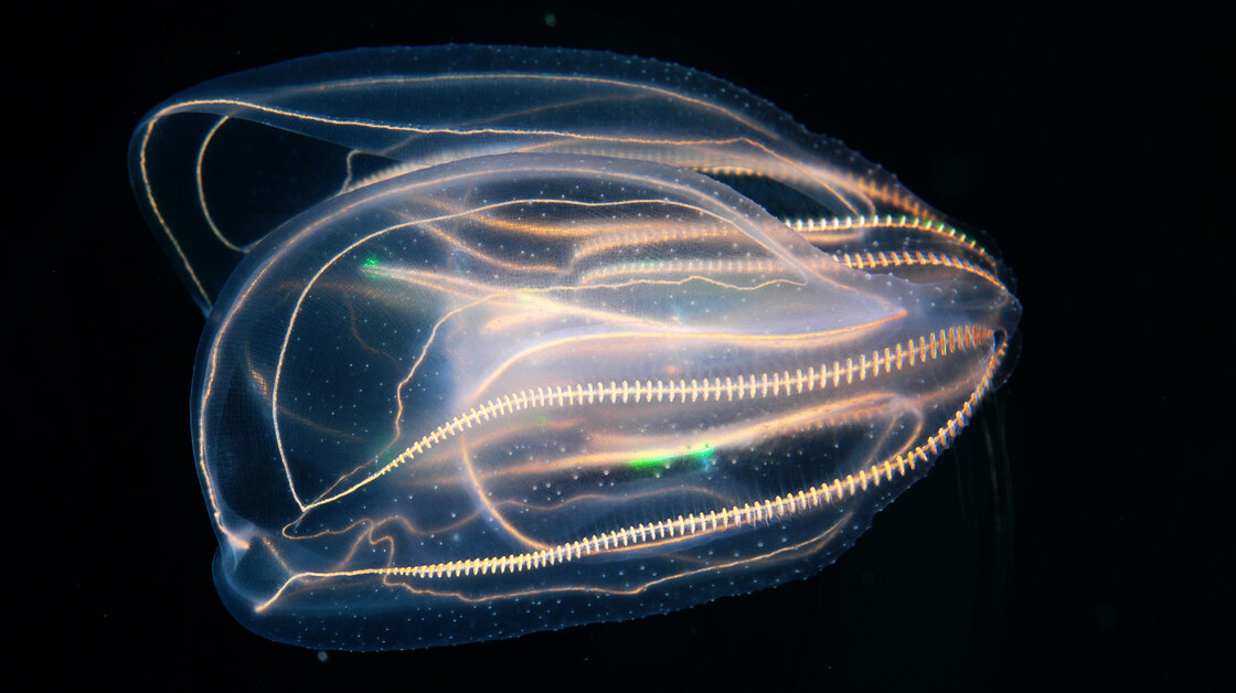 Comb jelly from Gulf of Mexico, at Texas State Aquarium. Comb jelly from Gulf of Mexico, at Texas State Aquarium.