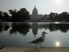 A seagull walks on the edge of the reflecting pool near the Capitol on Friday. A seagull walks on the edge of the reflecting pool near the Capitol on Friday.