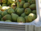 Some of this season's Comice pear harvest is rotting in Pacific Northwest orchards because there aren't enough workers to pick it. Some of this season's Comice pear harvest is rotting in Pacific Northwest orchards because there aren't enough workers to pick it.