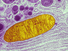 This micrograph shows a single mitochondrion (yellow), one of many little energy factories inside a cell. This micrograph shows a single mitochondrion (yellow), one of many little energy factories inside a cell.