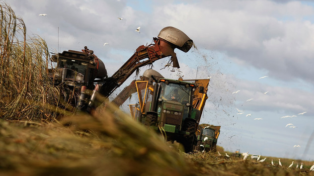 Mechanical harvesters cut sugar cane on U.S. Sugar Corp. land in Clewiston, Fla., in 2008, the same year the state struck a deal to buy most of the company's Everglades holdings. (Image credit: Getty Images)