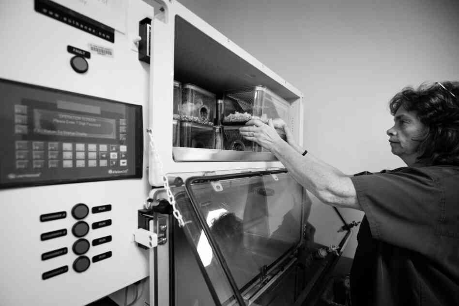 Ginny Miller, an animal care specialist, places mice into a machine that will first anesthetize, then euthanize the mice by slowly increasing the level of carbon dioxide in the air. Ginny Miller, an animal care specialist, places mice into a machine that will first anesthetize, then euthanize the mice by slowly increasing the level of carbon dioxide in the air.