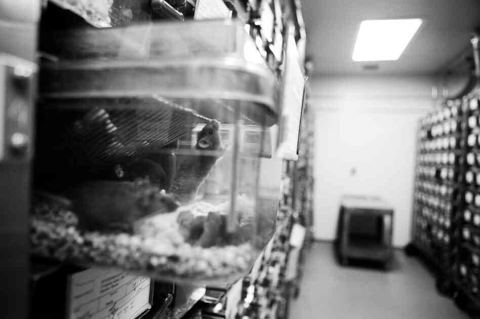 The facilities at Johns Hopkins University house nearly 200,000 mice. The facilities at Johns Hopkins University house nearly 200,000 mice.