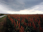 A test field of sorghum outside Manhattan, Kan., planted by Kansas State University. A test field of sorghum outside Manhattan, Kan., planted by Kansas State University.