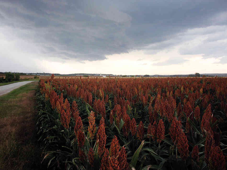 A test field of sorghum outside Manhattan, Kan., planted by Kansas State University. A test field of sorghum outside Manhattan, Kan., planted by Kansas State University.